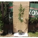 DĄB FASTIGIATA kolumnowy szczepiony - sadzonki 50 / 80 cm